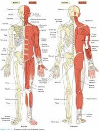 Facts about the Musculoskeletal System