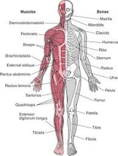 Musculoskeletal System Image