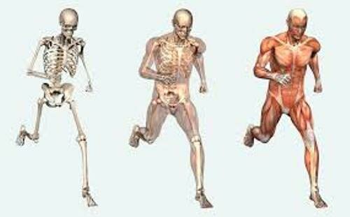 Musculoskeletal System Pic