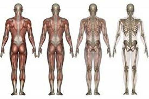Musculoskeletal System Pictures